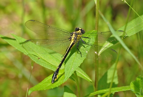 2010_05_19_Chattooga_Gomphus consanguis_Cherokee Clubtail